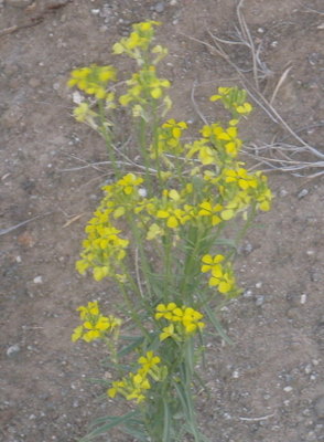 Road side flowers.